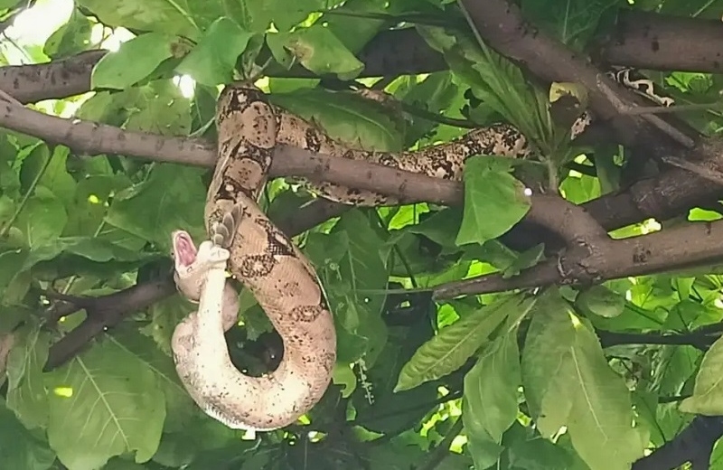 Imagen ¡Qué miedo! Hallan impactante serpiente en el árbol de una casa, en Veracruz (+video)