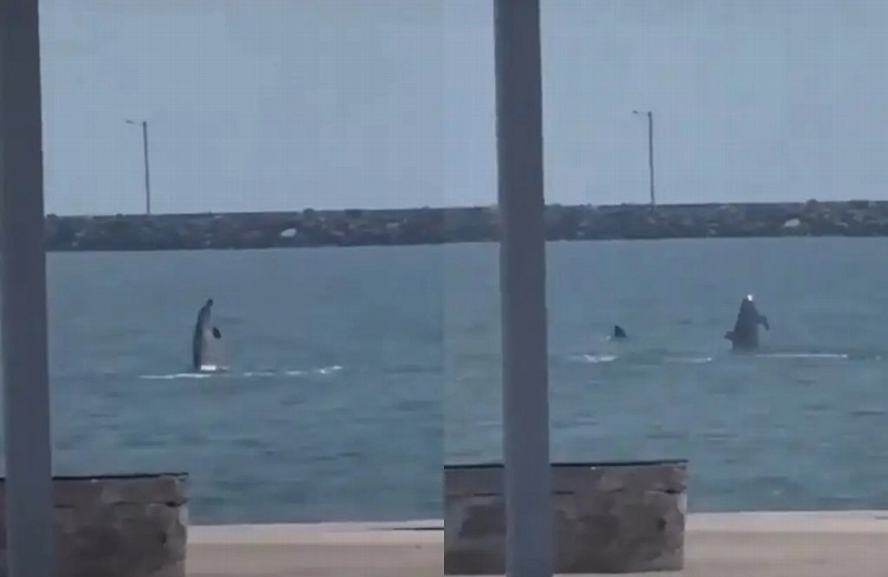 Captan delfines en playa de Veracruz (+video)