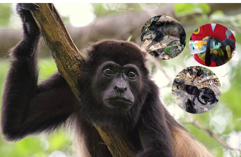¡Los monos nooo! Por golpe de calor mueren monos saraguatos en Tabasco (+VIDEO)