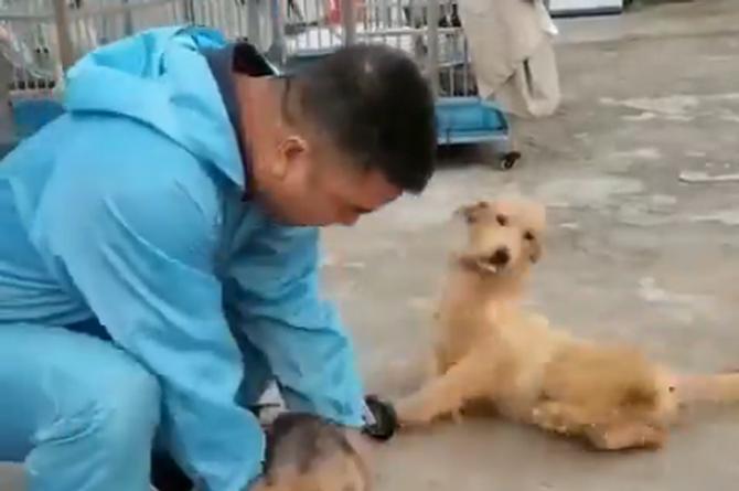 ¡Qué hermoso! Hombre fabrica sillas rodantes para lomitos (+VIDEO)